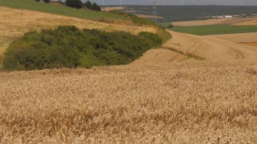 Field of Wheat