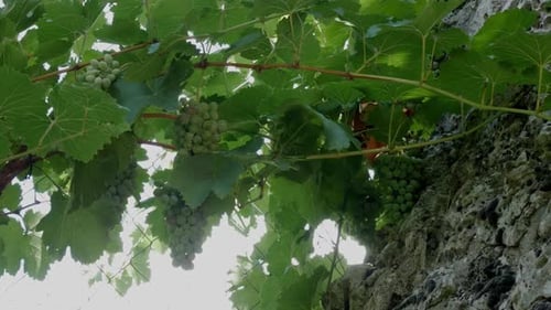 Weinreben wachsen in einem Küchengarten mit grünen Trauben, die auf die Ernte warten