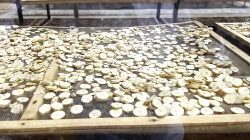 Dried Banana Slices on Trays for Production