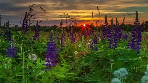 Beautiful panorama rural landscape with sunrise and blossoming meadow, fusion time lapse