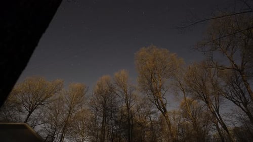 Night Sky Stars Timelapse Over Silhouetted Forest Trees