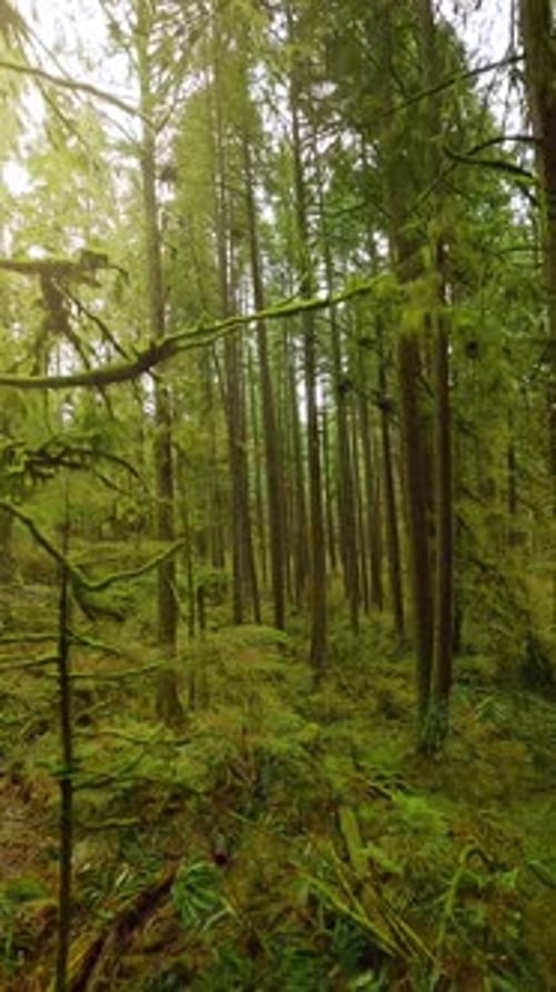 Smooth Flight Between the Trees Close to Branches in a Fabulous Spring Forest
