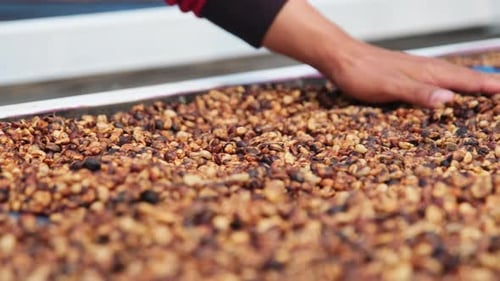 Drying coffee beans under sunlight. The natural drying of the coffee beans by the honey process