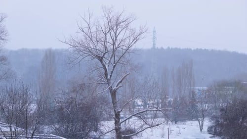 Snowfall through the tree and gloomy winter weather in a urban enviorment