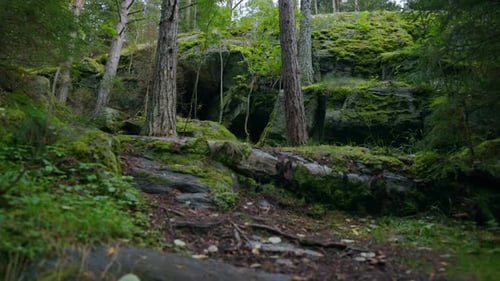 Fabulous Forest With High Pines And Green Moss On Stones Unique Geological Landscape Moving Shot