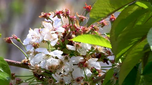 Close-up of a cherry tree blossom in spring. The weather is bright and windy.
