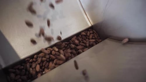 Vagens de cacau na moagem de frutas secas - de perto