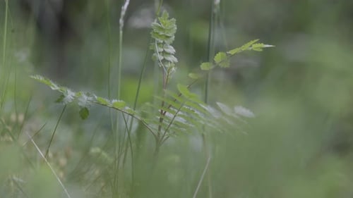 Idyllic green plant shot in wild forest jungle during daytime, medium shot with blur foreground.