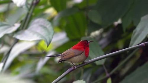 Ein purpurroter Sonnenvogel sitzt auf einem Ast in einem Garten.