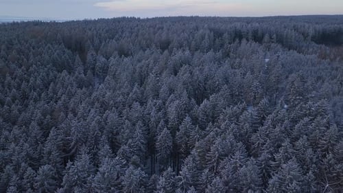 A dense frozen forest of tall conifers seen from a drone. Snow-covered nature in winter.