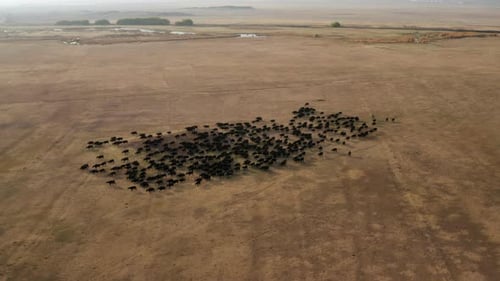 Aerial View Of A Large Herd Of Cattle Pastured Back Home In Kayseri, Cappadocia Turkey.