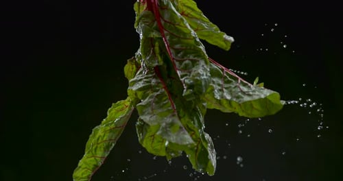 Des feuilles de chou vert fraîchement lavées sont suspendues par le haut et projettent des gouttelettes d'eau