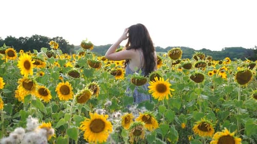 Seitenansicht einer sorglosen Frau, die zwischen hochblühenden Sonnenblumen spaziert. Junges Mädchen geht durch ein Feld