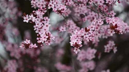 Pink Blossoms Blooming on a Tree in Spring