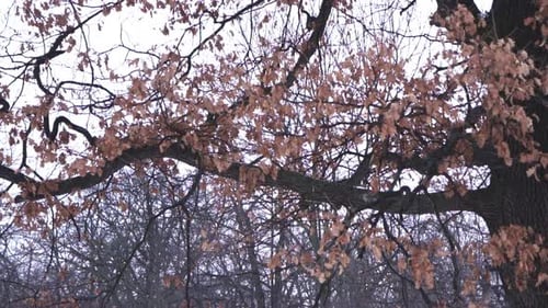 Video von einem einsamen, tristen Tag in trostloser Natur, gefrorener Wald voller Bäume mit kahlen, blattlosen