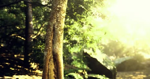 Sunlight Filtering Through Trees in a Tranquil Forest Setting During Daytime