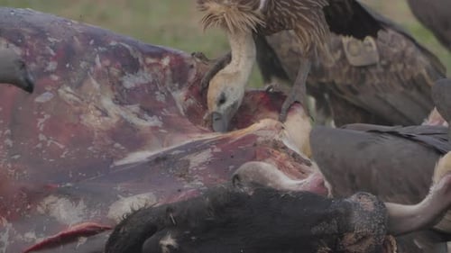 vultures eating dead animal