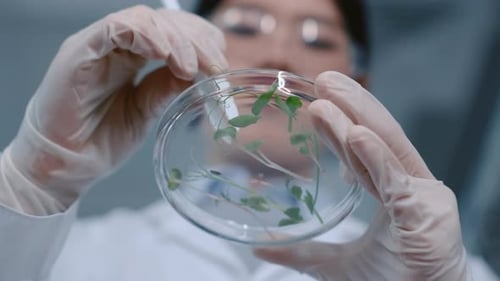Female Researcher Examining Green Sprouts Growing in Petri Dish