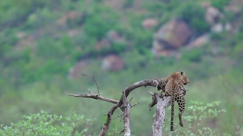 Einsamer Leopard, der auf einem umgestürzten Ast liegt, schaut aus dem Bild, Kopierraum