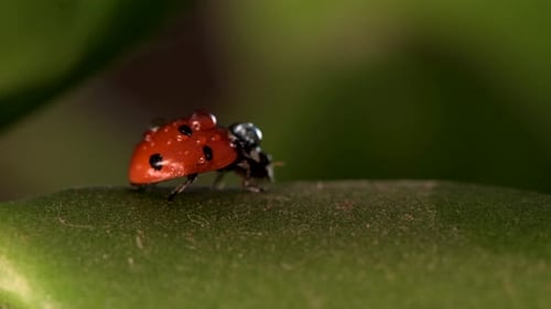 Small Red Ladybug Resting on Green Grass with Morning Dew Drops Glistening in Nature's Beauty