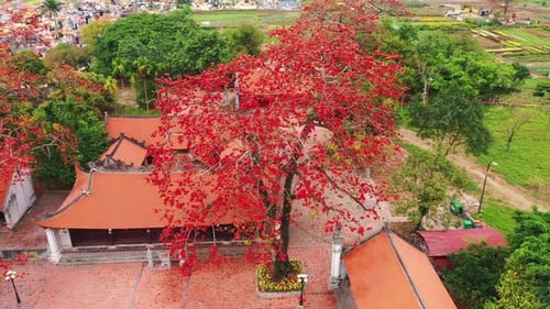 Rote Ahornblätter umarmen den traditionellen japanischen Tempel