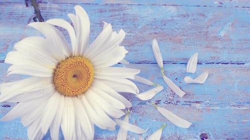 Beautiful Daisy with Fallen Petals on Blue Wood