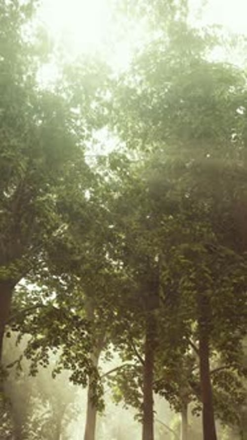 Rays of Sunlight in a Misty Forest in Autumn Create a Magical Mood