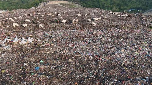 Aerial View of Cattle Grazing on Vast Landfill