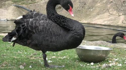 Black swan preening its feathers