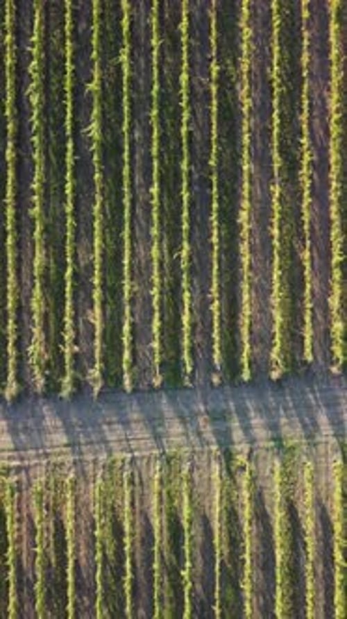 Aerial View of Vineyards Field Plantation on Sunset Cinematic Drone Aerial View on Green Highland