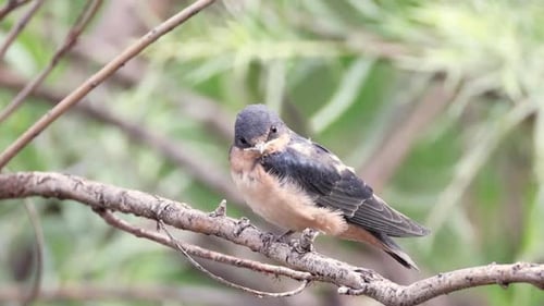 Small Bird Perched on Branch in Natural Habitat