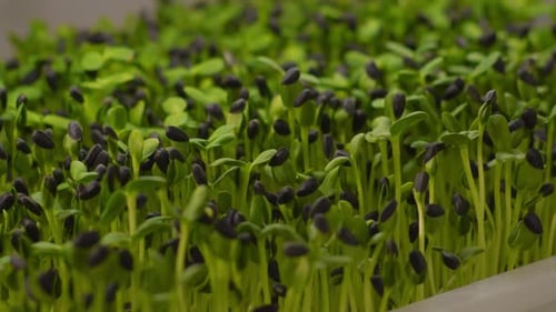 Slow Motion Fresh Microgreen Sunflower Sprouts Closeup on White Shelves Agriculture Young Plant Pot