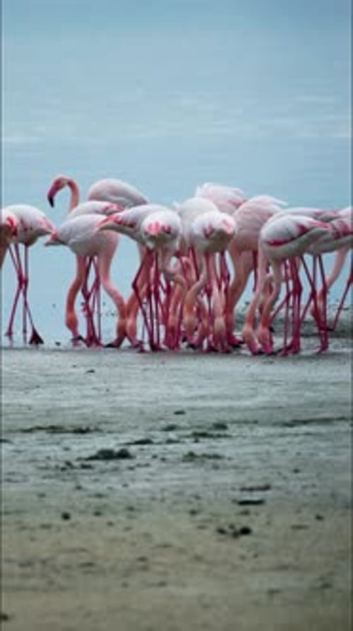 Group of Pink Flamingos Eating in Larnaka Salt Lake