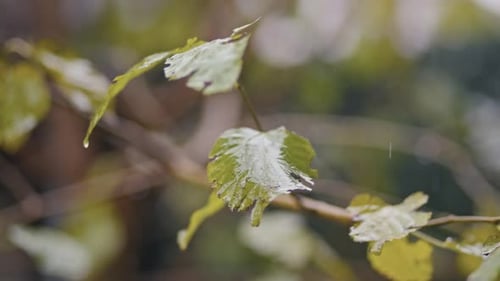 Raindrops fall on the street, leaves, trees, forest.
