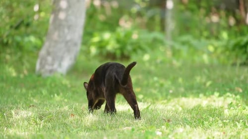 Beautiful black cat walking by the green grass. Nice shiny domestic feline smells the ground.