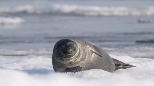 Alone Serene Seal Resting on Floating Ice Floe in the Water Looking Around