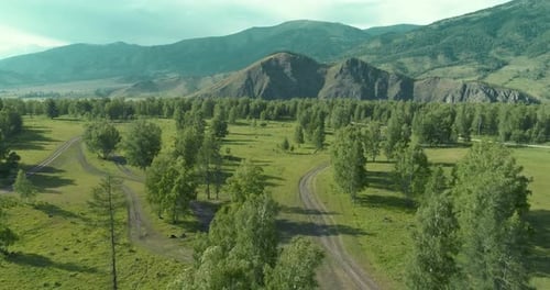 Aerial View Low Flight Above Evergreen Pine Tree Landscape with Endless Mountain Forest at Sunny