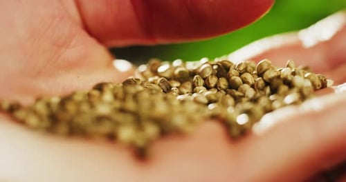 Primer plano macro a cámara lenta de la mano del agrónomo guardando las semillas del cáñamo biológico y ecológico pl