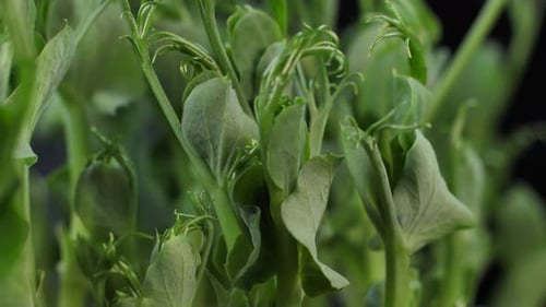 Germination of green peas. Seedlings Micro Greens for a healthy diet. Vegan food, organic products o