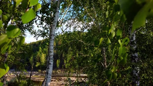 Birch Trees in Forest Under Sunlight