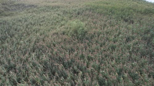 Vibrant Aerial View of Swaying Green Marshland