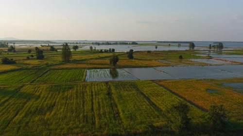 Lush Green Partially Flooded Rice Paddies Reflect the Sunlight at Sunset