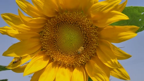 Close Up of Sunflower with Bees Pollinating