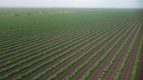 Agriculture field