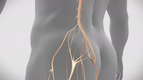 3D Sciatic Nerve Pain and Anatomy Animation