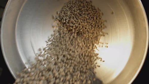 Barista Pours Green Unroasted Arabica Beans Into the Roaster