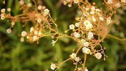 Slow motion macro close-up of common white wildflowers starting to dry out in a Kansas meadow