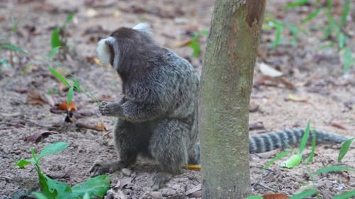 White Eared Marmoset Foraging on Forest Floor