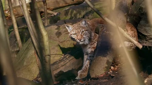 Eurasian lynx preparing for attack