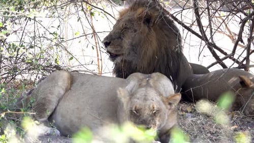 Lion Pride Resting in the Shade in the Wild